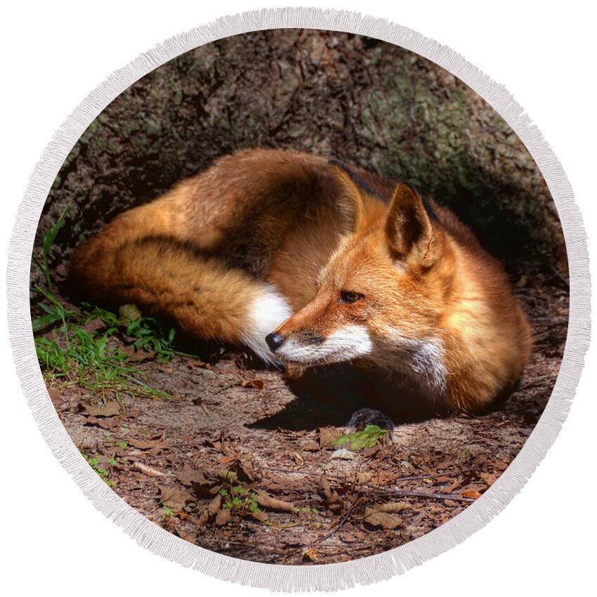 Fox Round Beach Towel featuring the photograph Red Fox Resting by Kathy Baccari