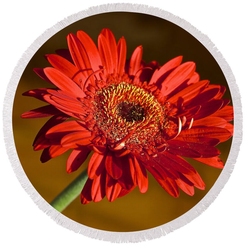 Gerbera Round Beach Towel featuring the photograph Red Gerbera by Venetia Featherstone-Witty