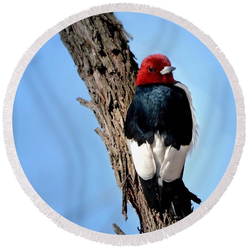Nature Round Beach Towel featuring the photograph Red-headed Woodpecker by Nava Thompson