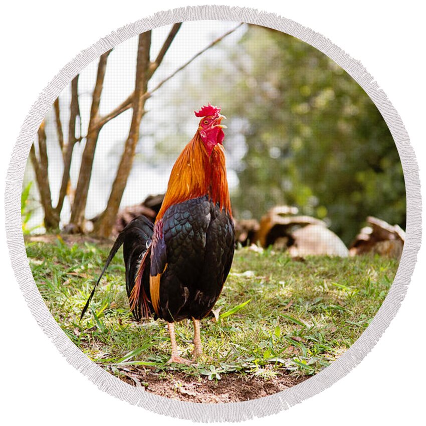 Moa Round Beach Towel featuring the photograph Red Jungle Fowl - Moa by Scott Pellegrin