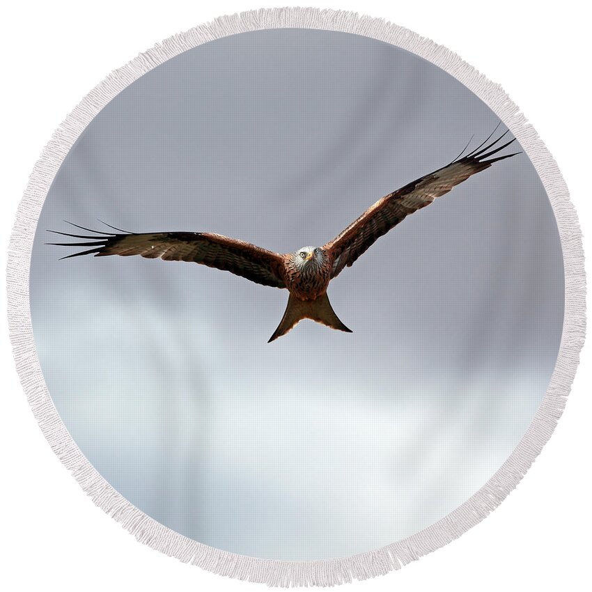 Bird Round Beach Towel featuring the photograph Red Kite in flight by Grant Glendinning