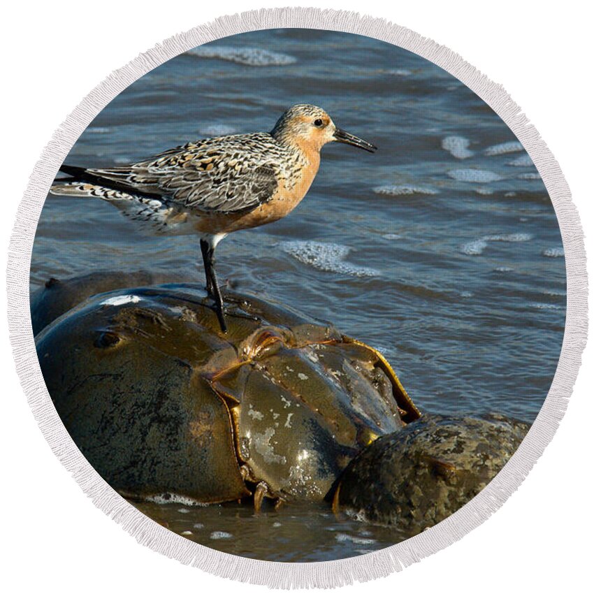 Animal Round Beach Towel featuring the photograph Red Knot On Horseshoe Crab by Mark Newman