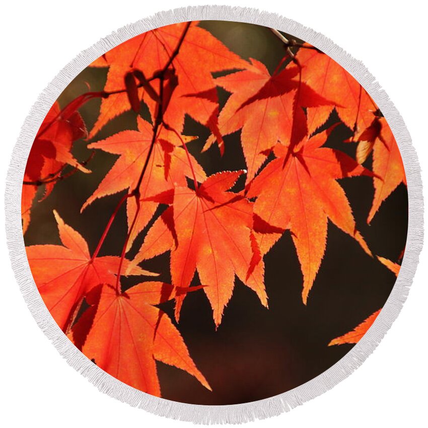 Japanese Maple Tree Round Beach Towel featuring the photograph Japanese Maple Leaves in Fall by Valerie Collins