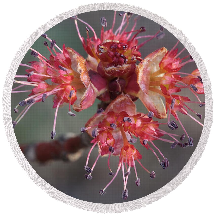 Red Maple Round Beach Towel featuring the photograph Red Maple Male Flowers by Daniel Reed
