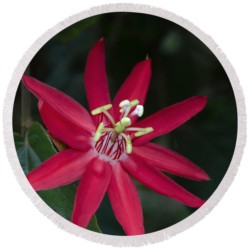 Penny Lisowski Round Beach Towel featuring the photograph Red Passion Flower by Penny Lisowski