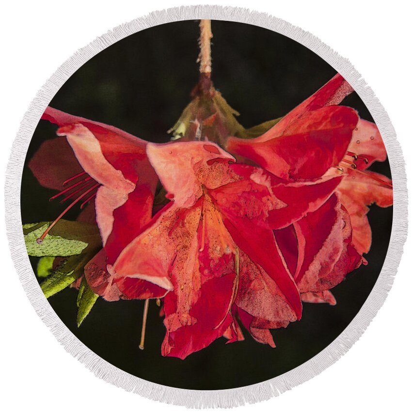 Red Round Beach Towel featuring the digital art Red Rhododendron by Liz Leyden