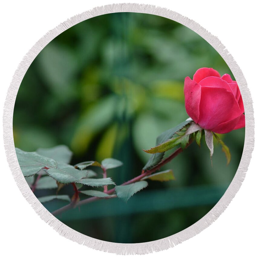 Rosa Berberfolia Round Beach Towel featuring the photograph Red Rose I by Lisa Phillips