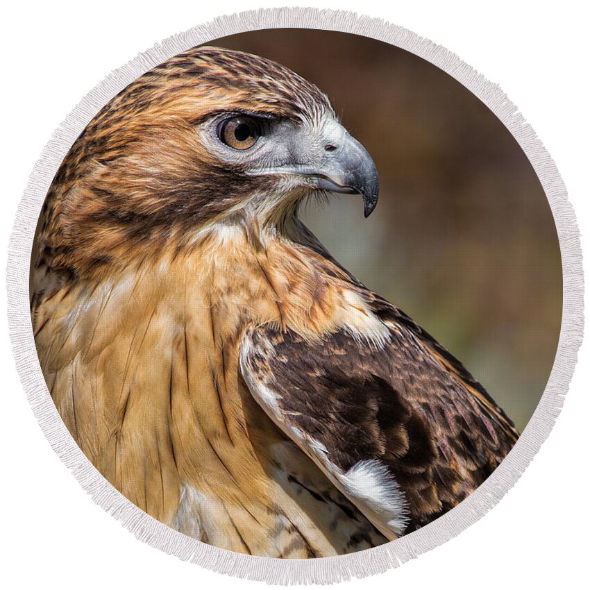 Red Tailed Hawk Round Beach Towel featuring the photograph Red Tail Hawk by Dale Kincaid