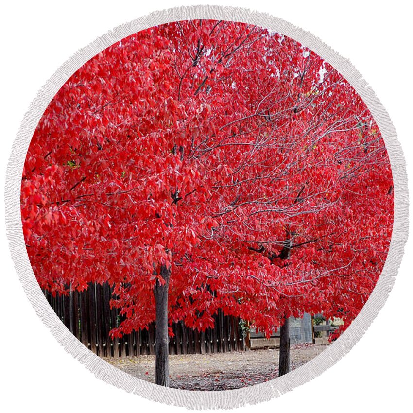 Red Leaves Leaf Tree Fall Colors Row Line Chico Ca Round Beach Towel featuring the photograph Red Tree Line by Holly Blunkall