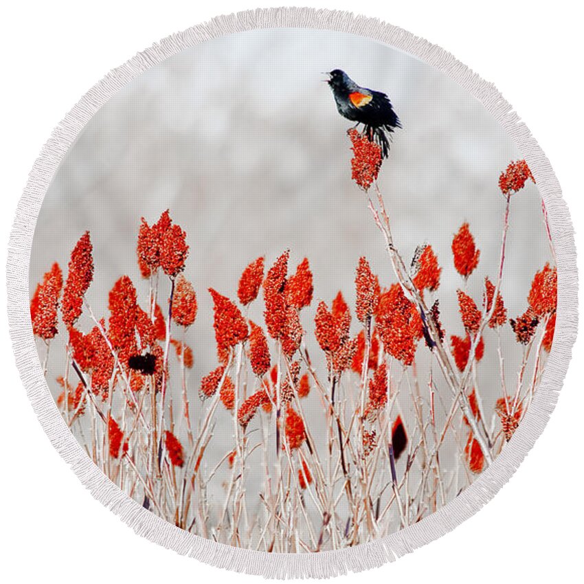 Dunns Marsh Round Beach Towel featuring the photograph Red Winged Blackbird On Sumac by Steven Ralser
