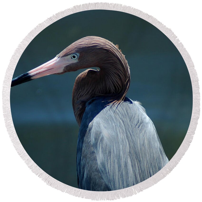 Egret Round Beach Towel featuring the photograph Reddish Egret 3 by David Weeks