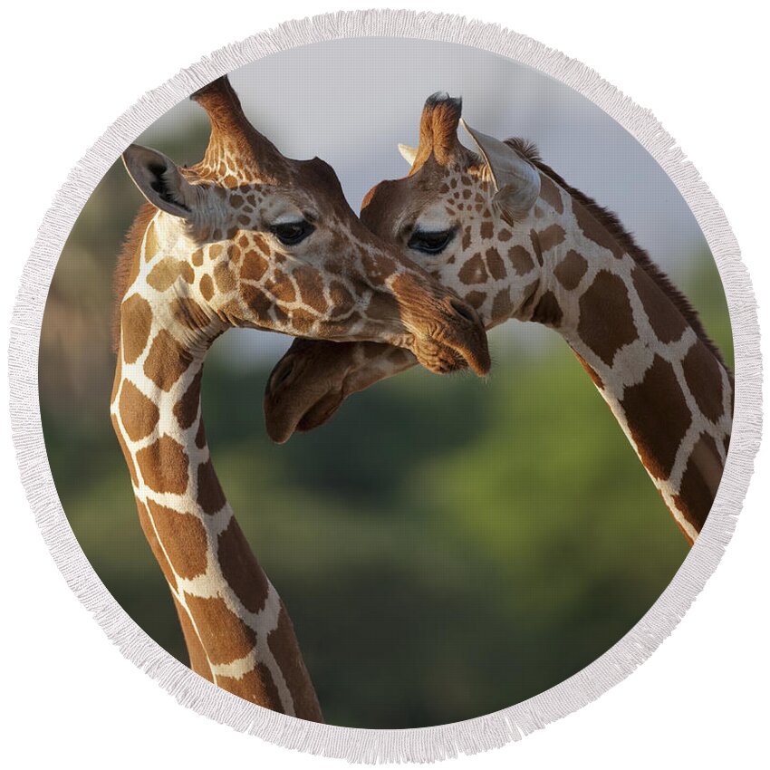 Africa Round Beach Towel featuring the photograph Reticulated Giraffe by John Shaw