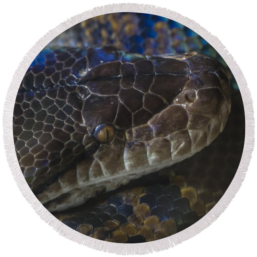 Clare Bambers Round Beach Towel featuring the photograph Reticulated Python with Rainbow Scales by Clare Bambers