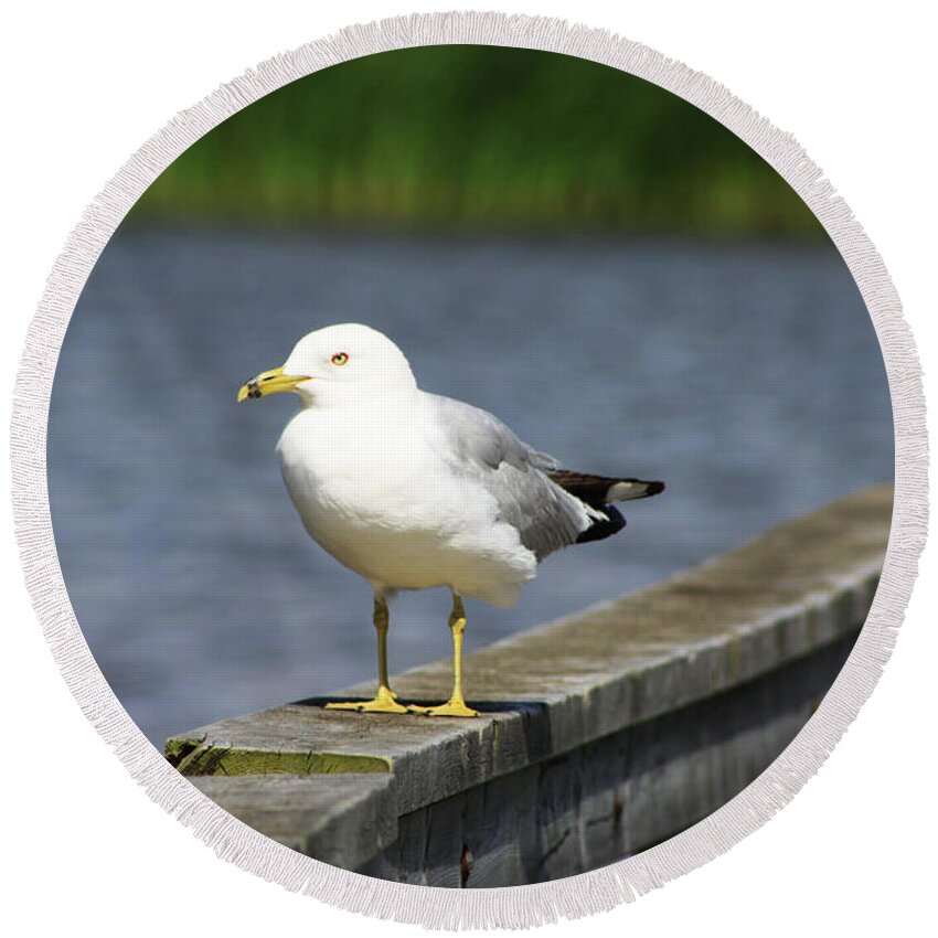 Ring Billed Round Beach Towel featuring the photograph Ring-Billed Gull by Alyce Taylor