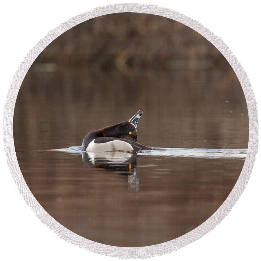 A. Collaris Round Beach Towel featuring the photograph Ring-necked Duck Drake by Linda Arndt