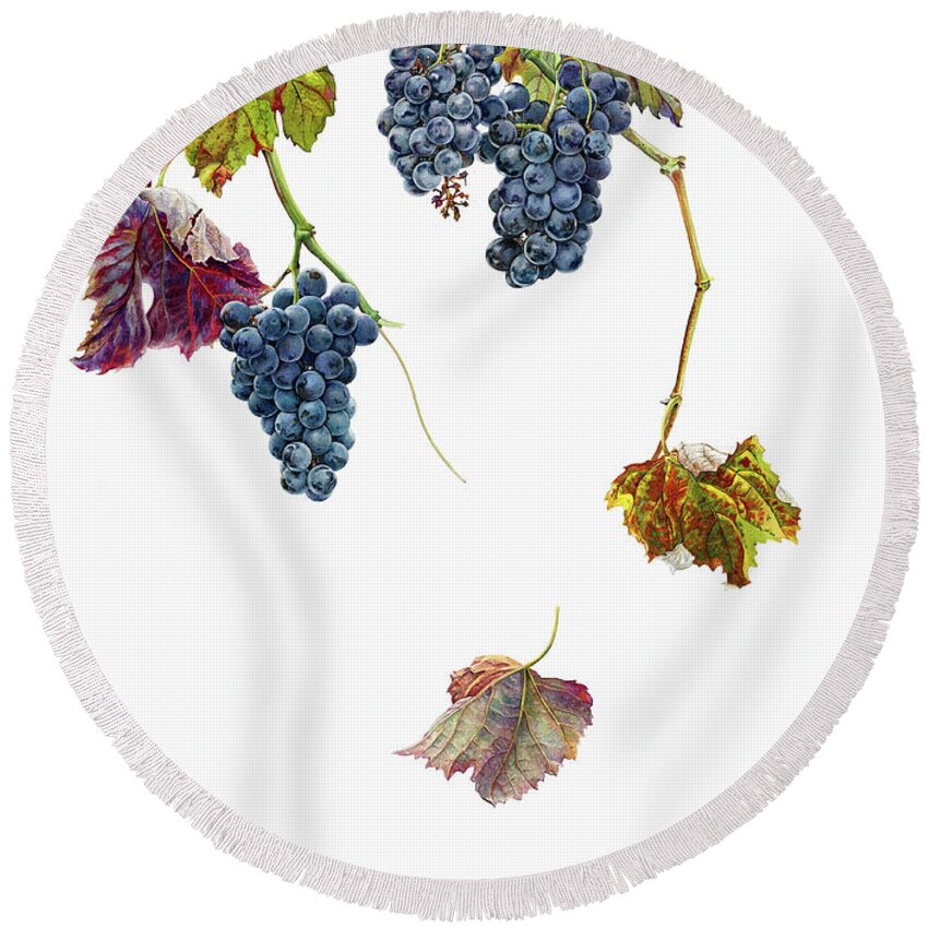 Autumn Round Beach Towel featuring the photograph Ripe Black Grapes Hanging On Vine by Ikon Ikon Images