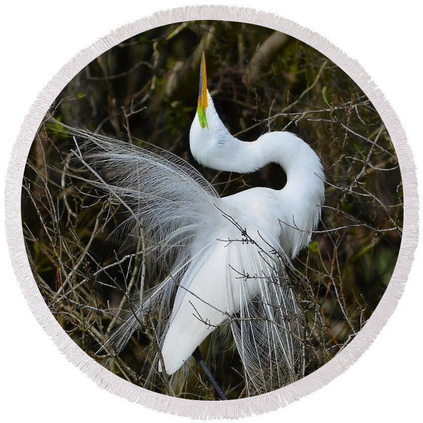Great Egret Round Beach Towel featuring the photograph Rituals Of Courtship by Kathy Baccari
