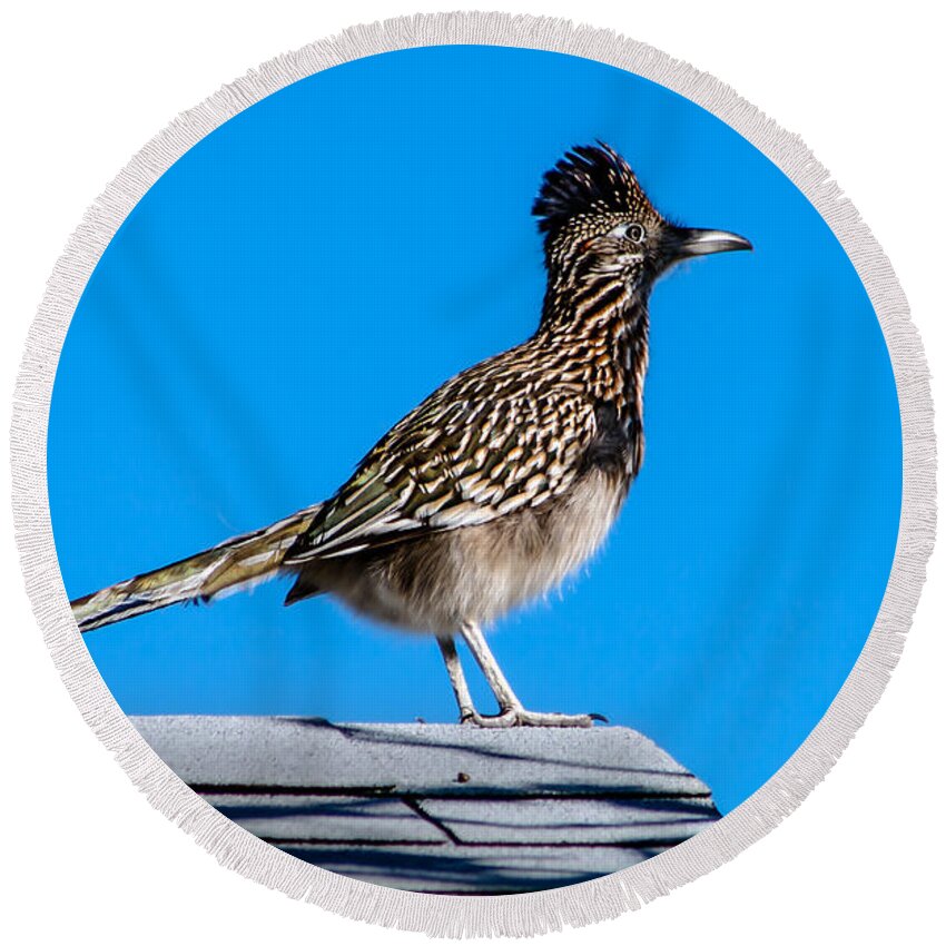 Greater Roadrunner Round Beach Towel featuring the photograph Roadrunner by Robert Bales