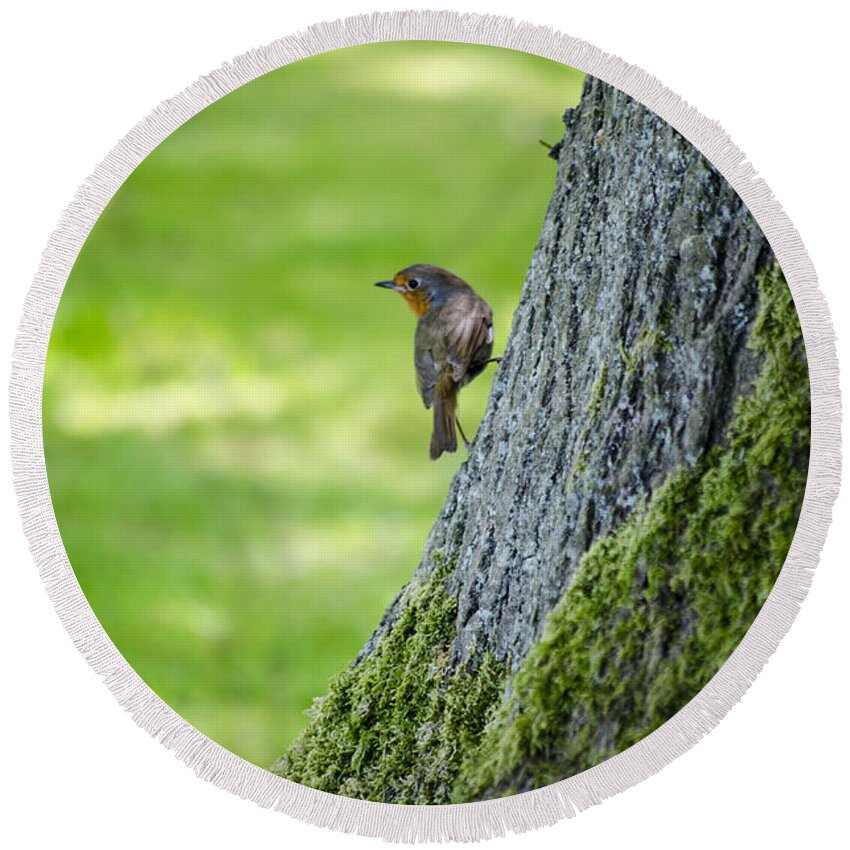 Garden Round Beach Towel featuring the photograph Robin At Rest by Spikey Mouse Photography