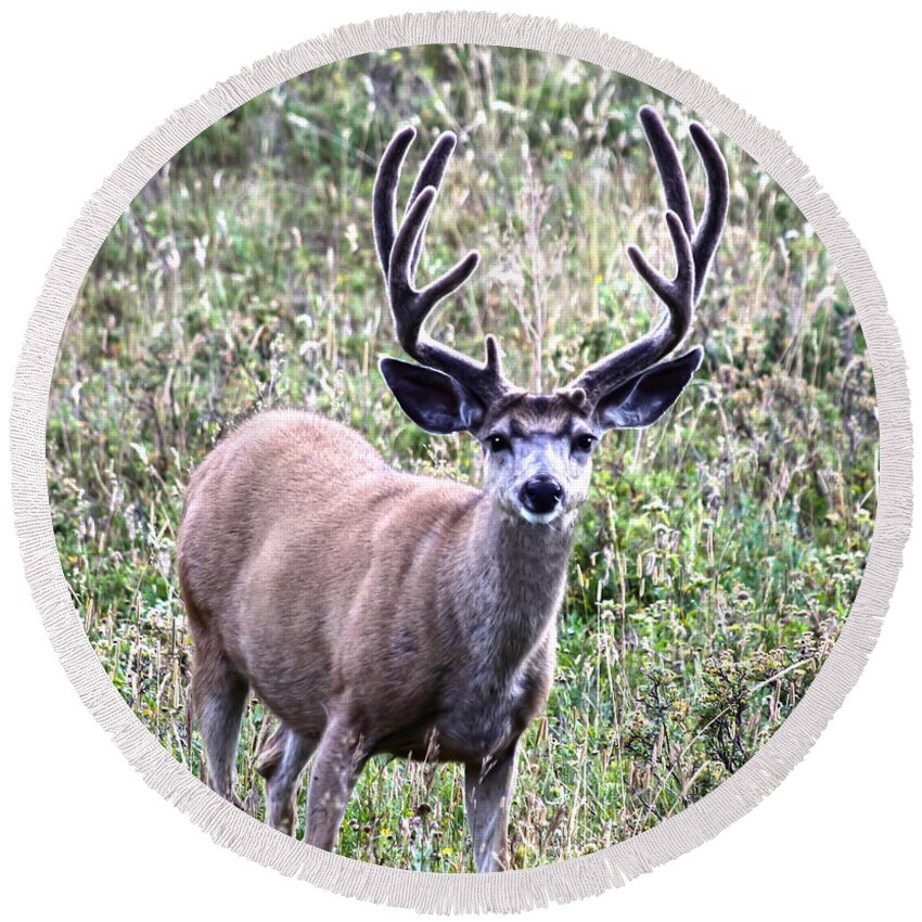 Deer Round Beach Towel featuring the photograph Rocky Mountain Buck by Shane Bechler