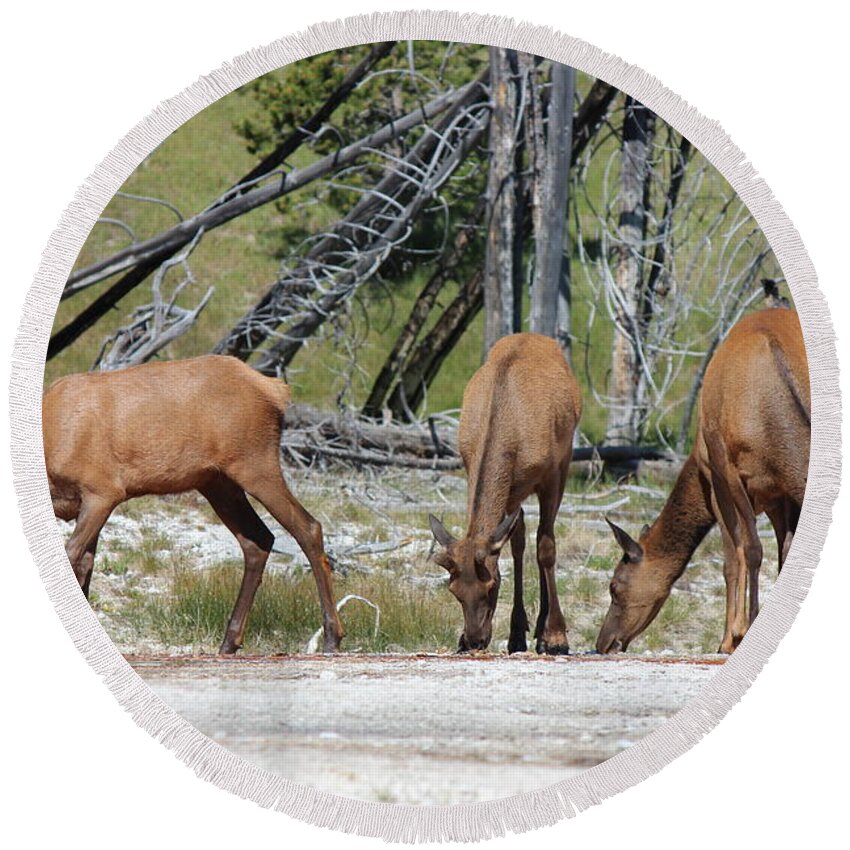 Elk Round Beach Towel featuring the photograph Rocky Mountain Elk by Josh Bryant