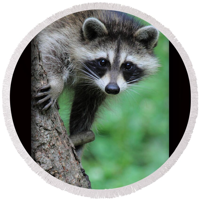Bandits Round Beach Towel featuring the photograph Rocky Racoon by PJQandFriends Photography