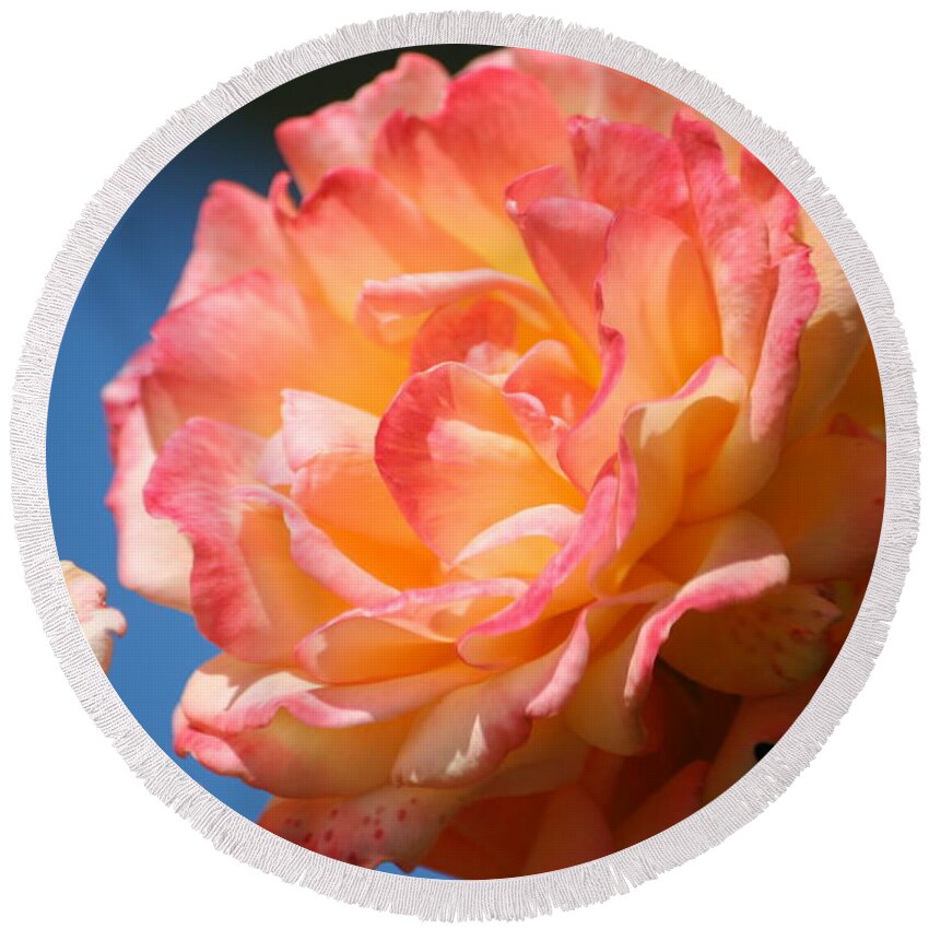 Rose Round Beach Towel featuring the photograph Rose ablaze by Jim Gillen