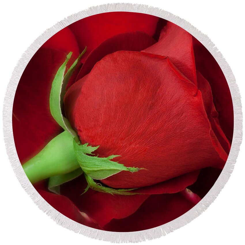 Rose II Round Beach Towel for Sale by Andreas Freund