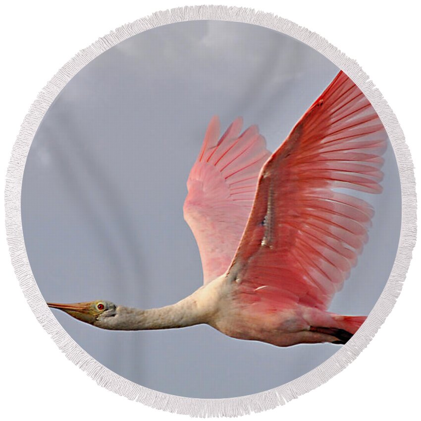 Birds Round Beach Towel featuring the photograph Roseate Spoonbill In Flight by Kathy Baccari