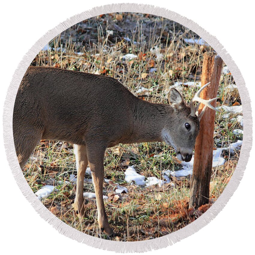 Whitetail Round Beach Towel featuring the photograph Rubbing Post by Shane Bechler
