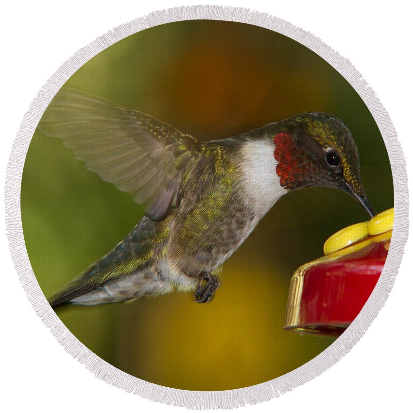Ruby-throat Round Beach Towel featuring the photograph Ruby-Throat Hummer Sipping by Robert L Jackson