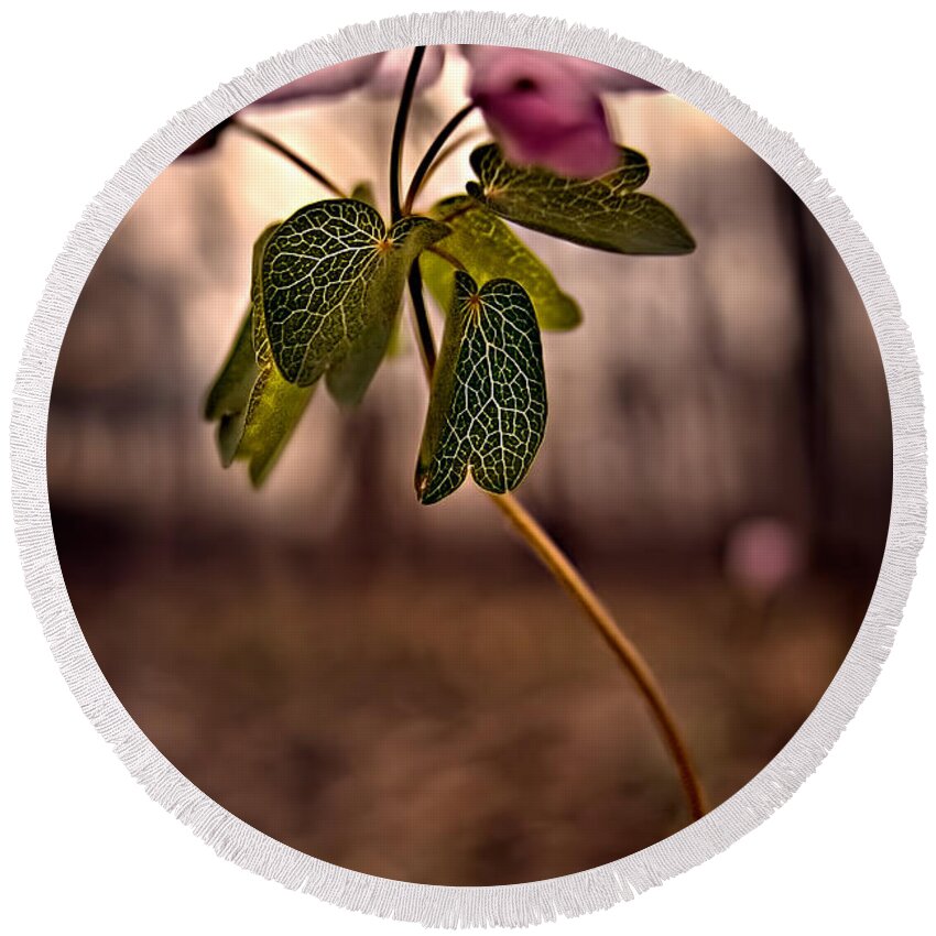 2011 Round Beach Towel featuring the photograph Rue Anemone by Robert Charity