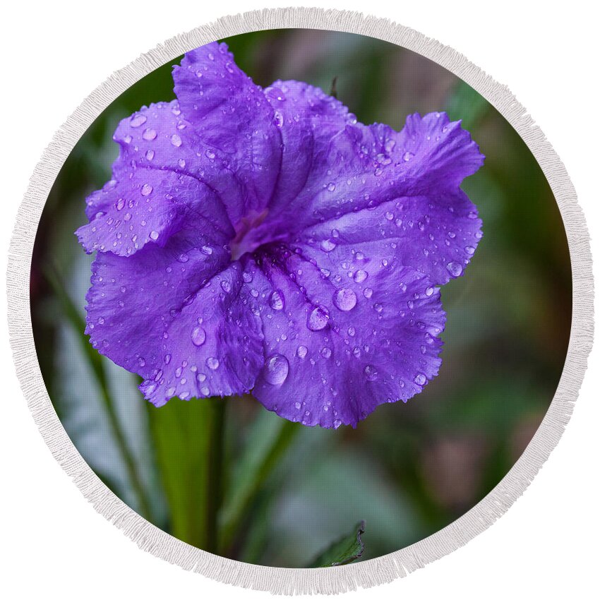 Beauty In Nature Round Beach Towel featuring the photograph Ruellia Brittoniana by Diane Macdonald