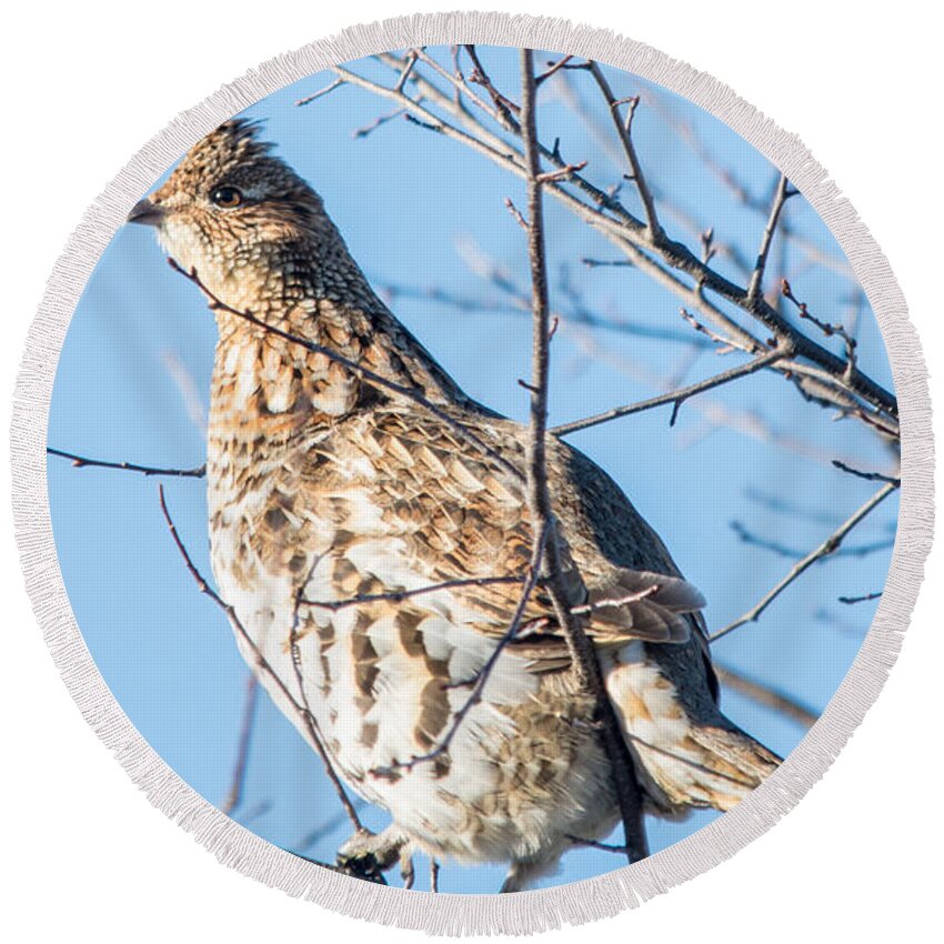  Round Beach Towel featuring the photograph Ruffed Grouse by Cheryl Baxter