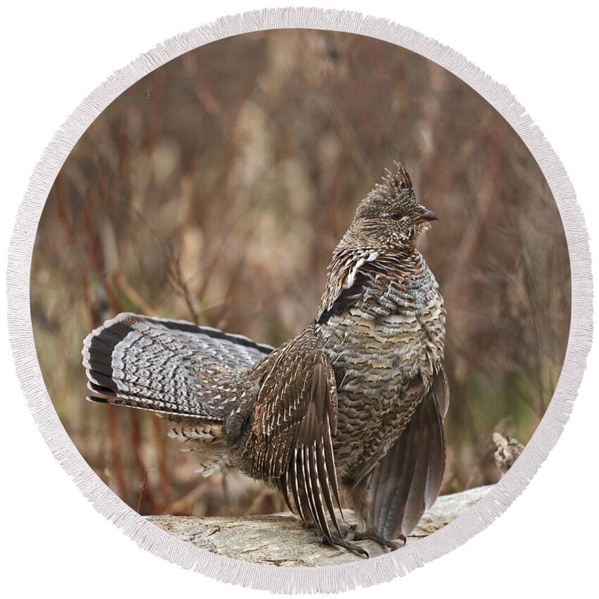 Ruffled Round Beach Towel featuring the photograph Ruffled Grouse drumming 2 by Gary Langley