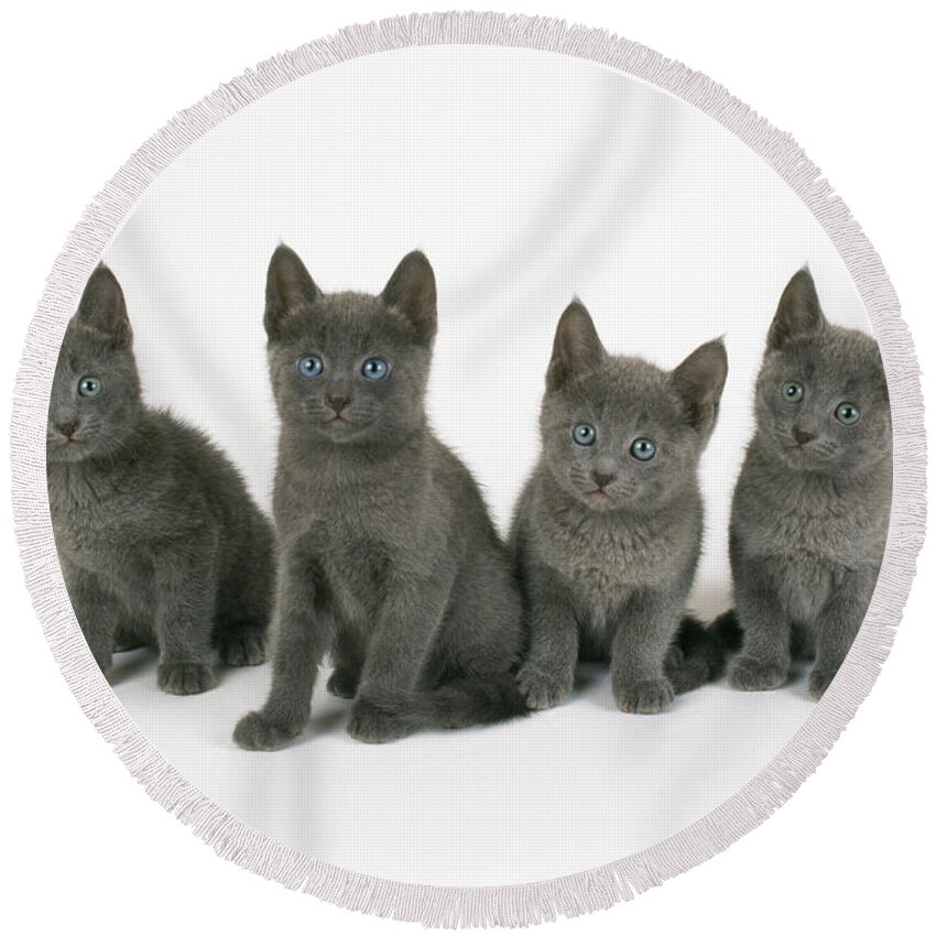 Cat Round Beach Towel featuring the photograph Russian Blue Kittens by John Daniels