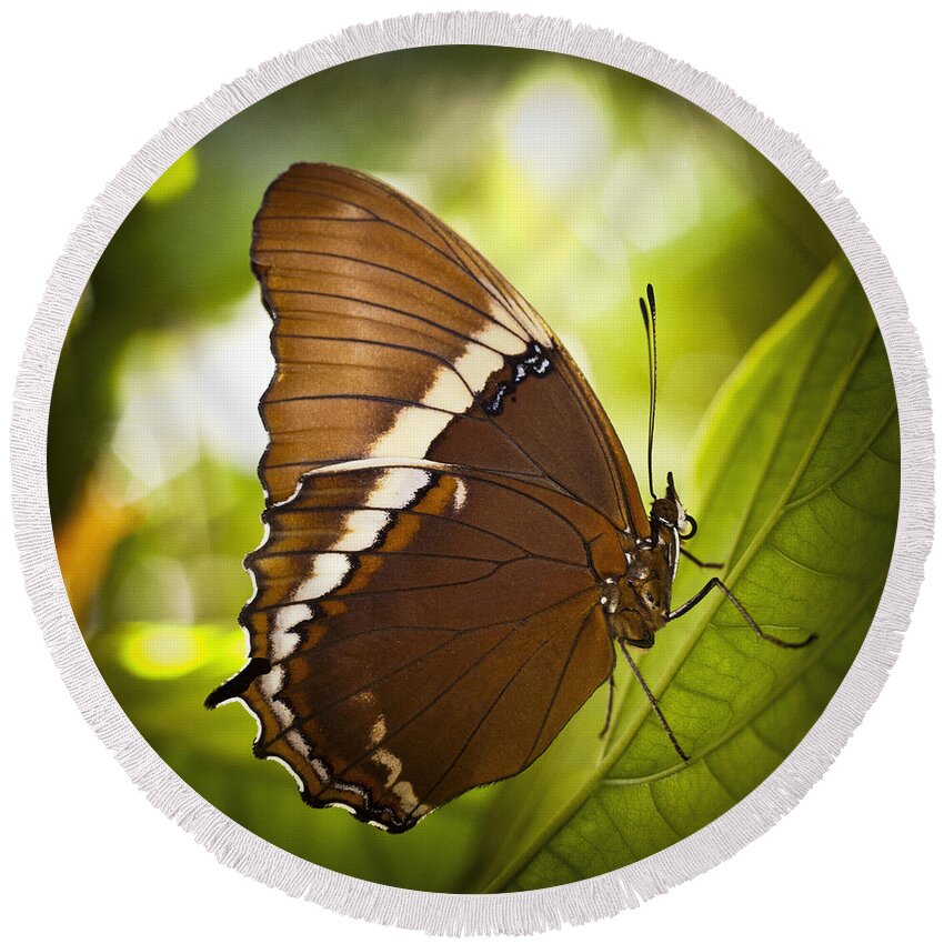 Florida Round Beach Towel featuring the photograph Rusty Tip Butterfly by Bradley R Youngberg
