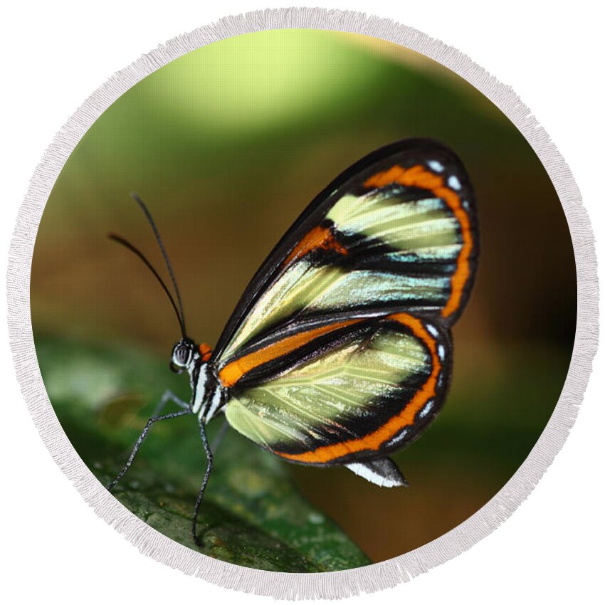Butterfly Round Beach Towel featuring the photograph Salapia Glasswing butterfly by James Brunker