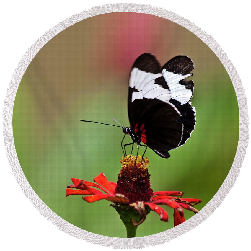 Heiko Round Beach Towel featuring the photograph Sapho longwing red oriented by Heiko Koehrer-Wagner