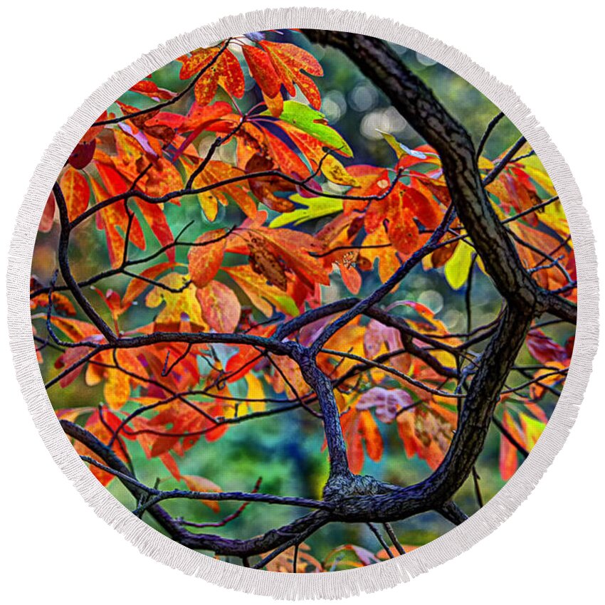 Color Round Beach Towel featuring the photograph Sassafras Leaves by Skip Tribby