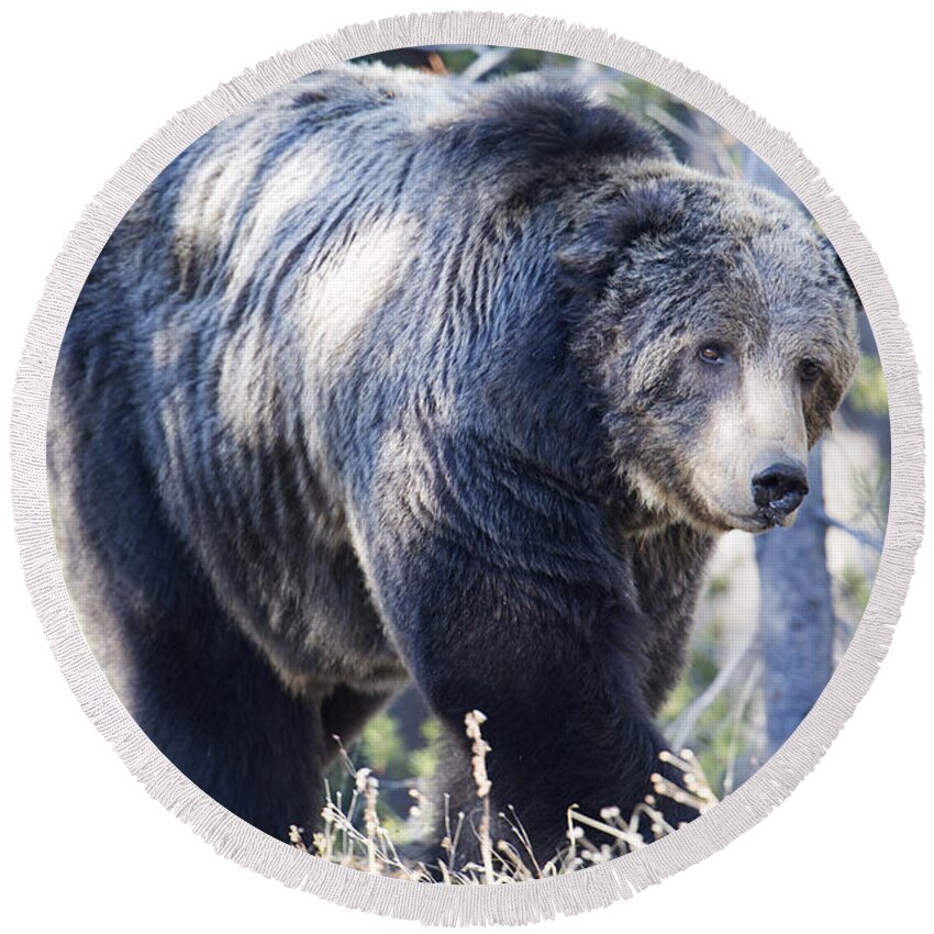 Grizzly Bear Round Beach Towel featuring the photograph Scarface by Deby Dixon