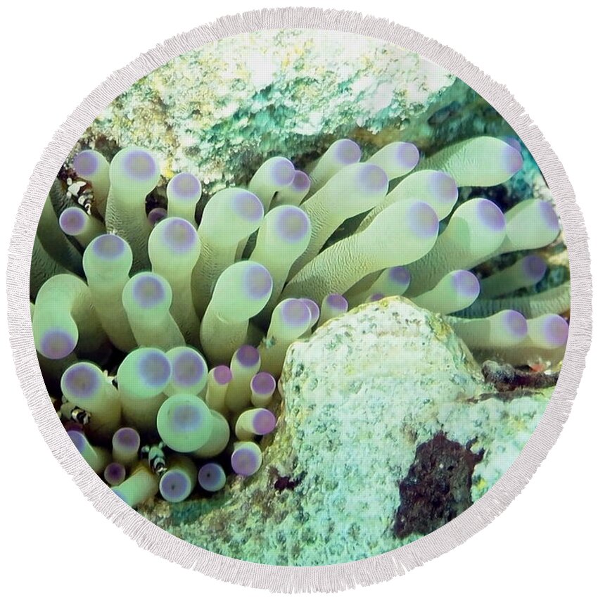 Nature Round Beach Towel featuring the photograph Sea Anemone with Squat Anemone Shrimp Family by Amy McDaniel