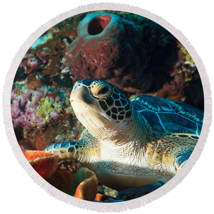 Turtle Round Beach Towel featuring the photograph Sea turtle by MotHaiBaPhoto Prints