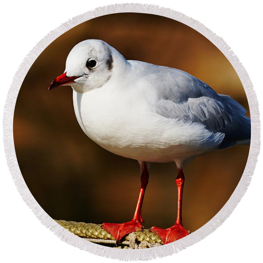 Closeup Round Beach Towel featuring the photograph Seagull on a wire by Nick Biemans