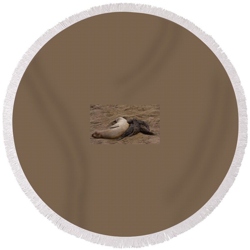 Beach Round Beach Towel featuring the photograph Seal and Pups by Beth Sargent