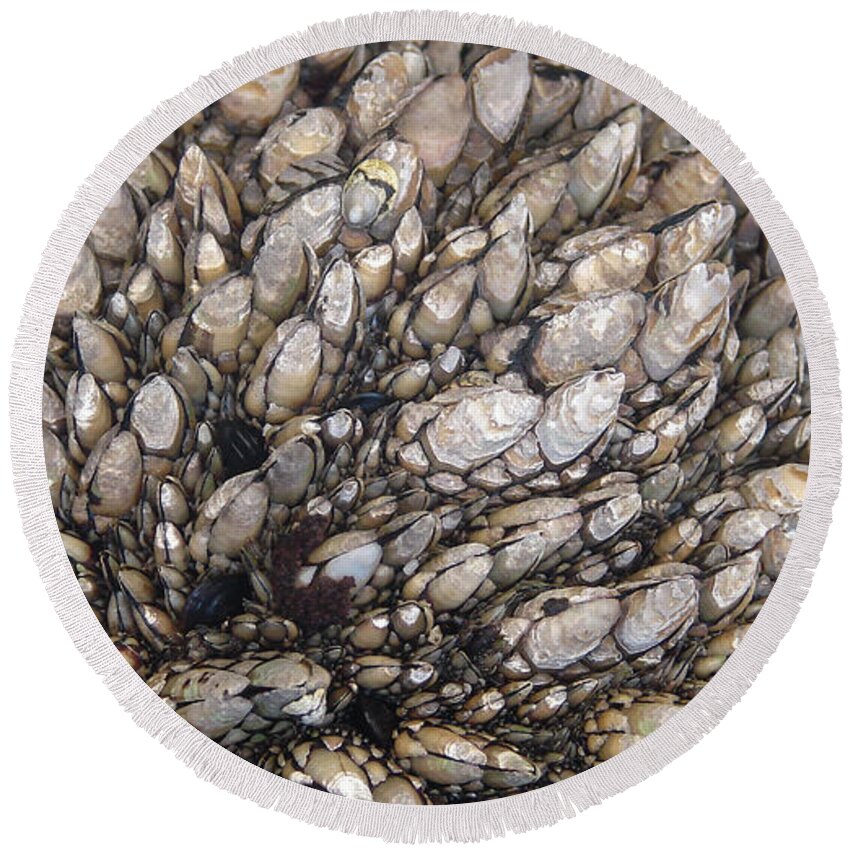 Seashells Round Beach Towel featuring the photograph Seashells by Carl Moore