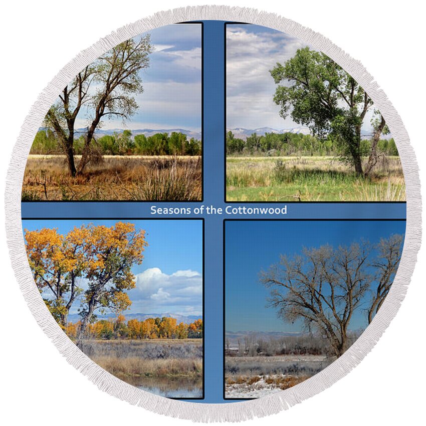 Colorado Round Beach Towel featuring the photograph Seasons of the Cottonwood by Bob Hislop