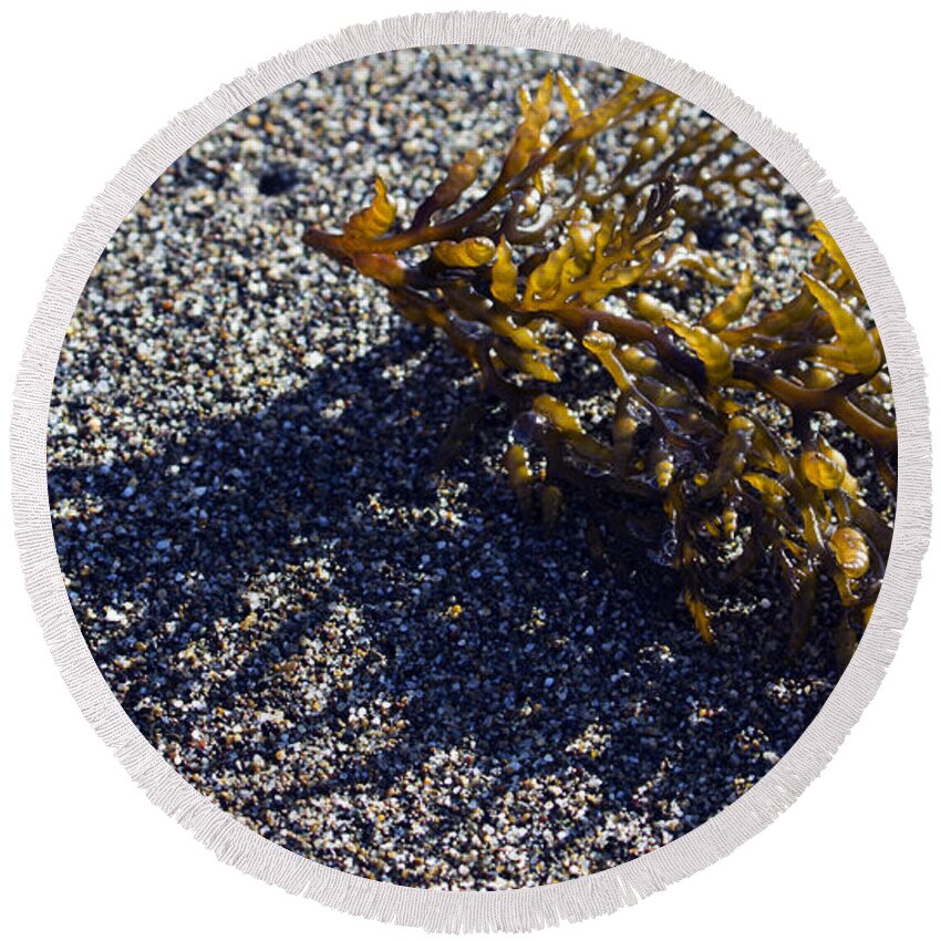 Seaweed Round Beach Towel featuring the photograph Seaweed Shadow by Josh Bryant
