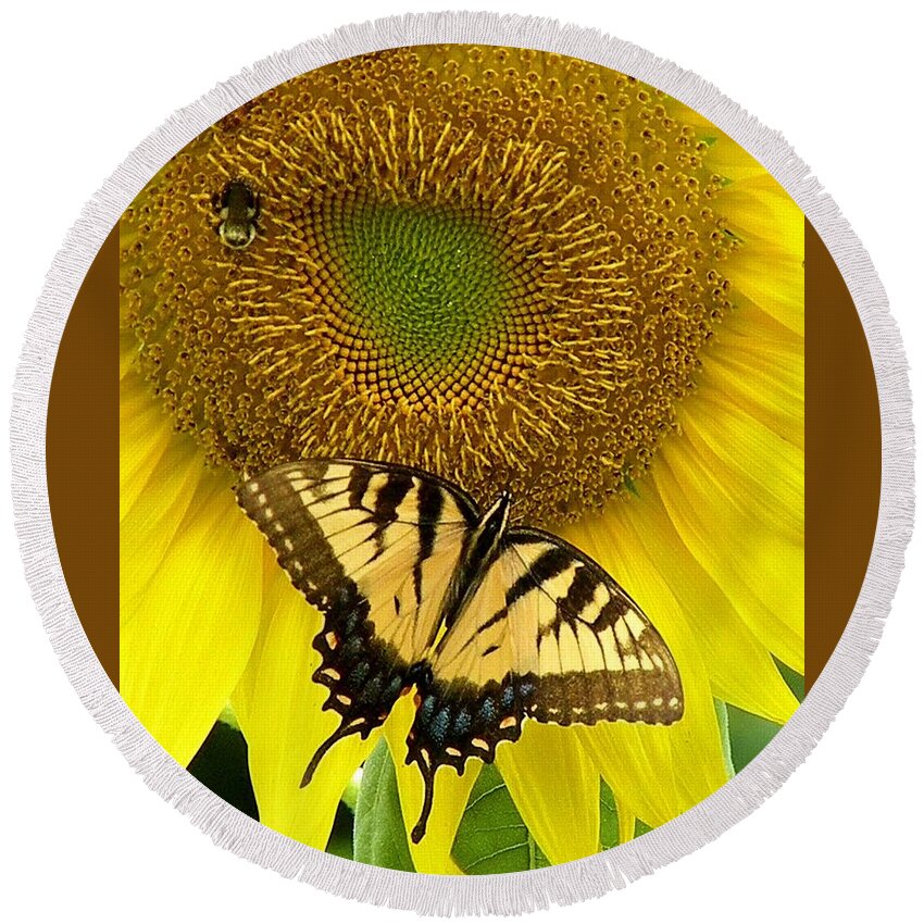 Yellow Sunflowers Round Beach Towel featuring the photograph Secret Lives of Sunflowers by Kim Bemis