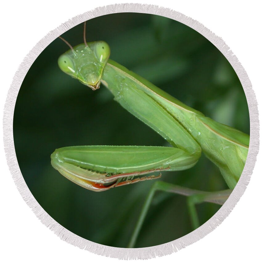 Praying Mantis Round Beach Towel featuring the photograph Seeing Green by Shane Bechler